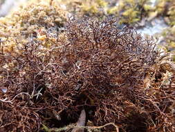 Image of Cetraria muricata (Ach.) Eckfeldt