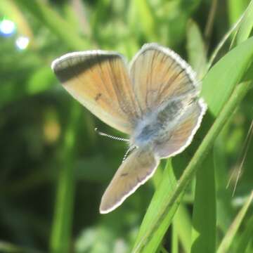 Image of Mission blue butterfly