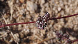 Euphorbia pediculifera var. pediculifera的圖片