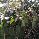 Image of Paederia farinosa subsp. farinosa