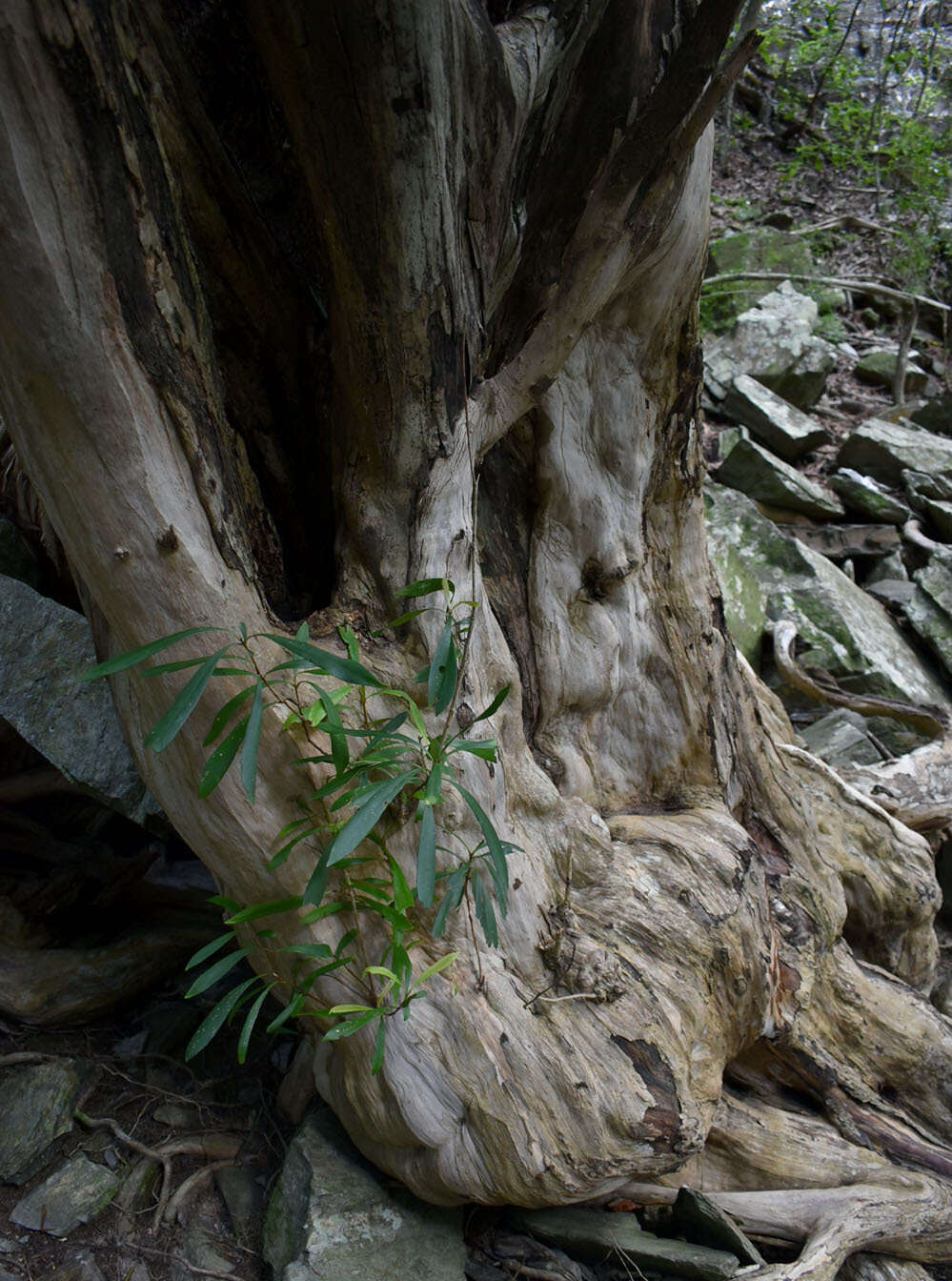 Imagem de Tristaniopsis exiliflora (F. Müll.) P. G. Wilson & J. T. Waterhouse