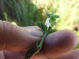 Image of white cat's paw