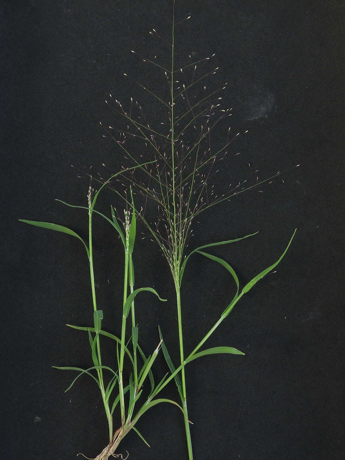 Plancia ëd Muhlenbergia fragilis Swallen