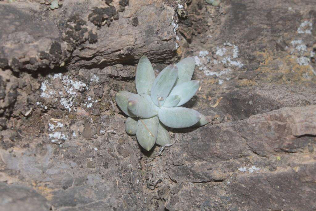 Image of Pachyphytum compactum Rose