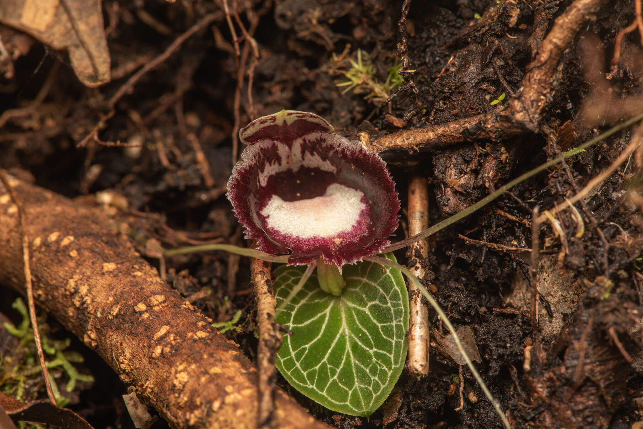 Image of Corybas crenulatus J. J. Sm.