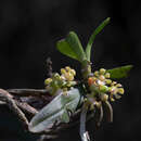 Image de Gastrochilus acaulis (Lindl.) Kuntze