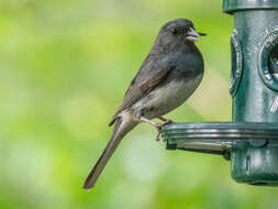 Image of Junco hyemalis carolinensis Brewster 1886