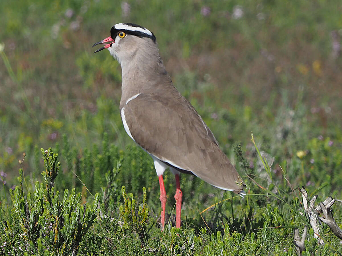 Image of Vanellus coronatus coronatus (Boddaert 1783)