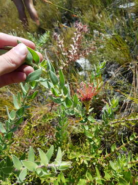 Image of <i>Leucospermum <i>tottum</i></i> var. tottum