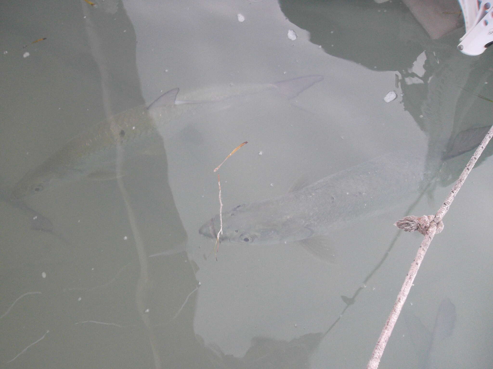 Image of tarpons