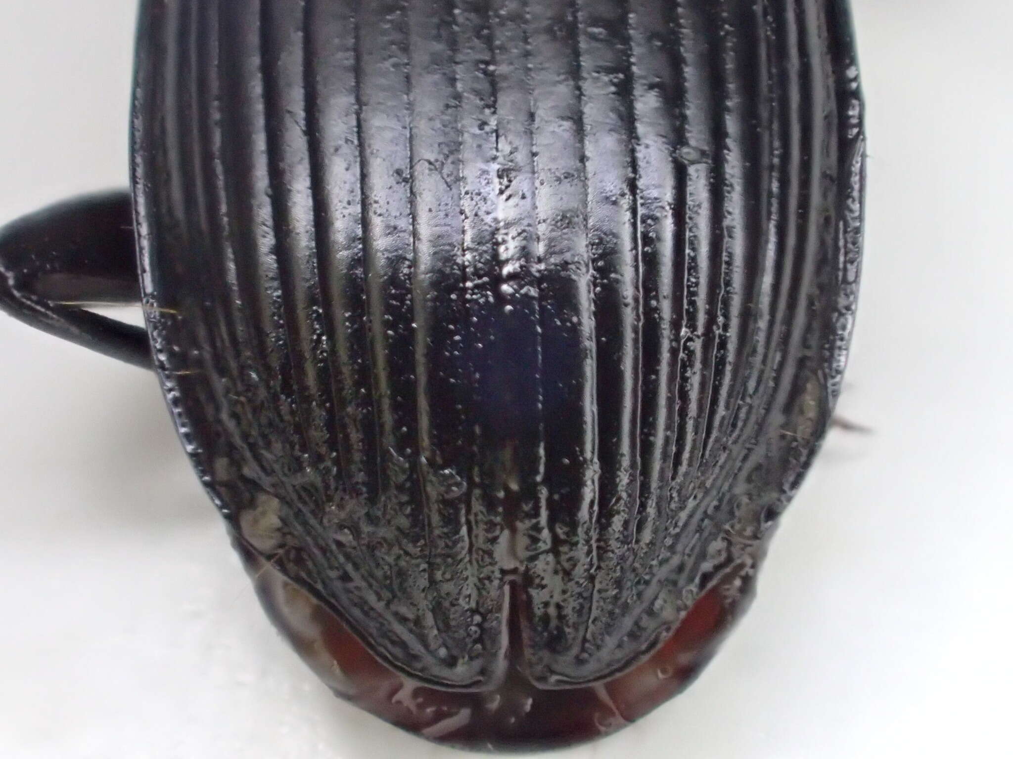 Image de Pterostichus (Hypherpes) isabellae Le Conte 1851