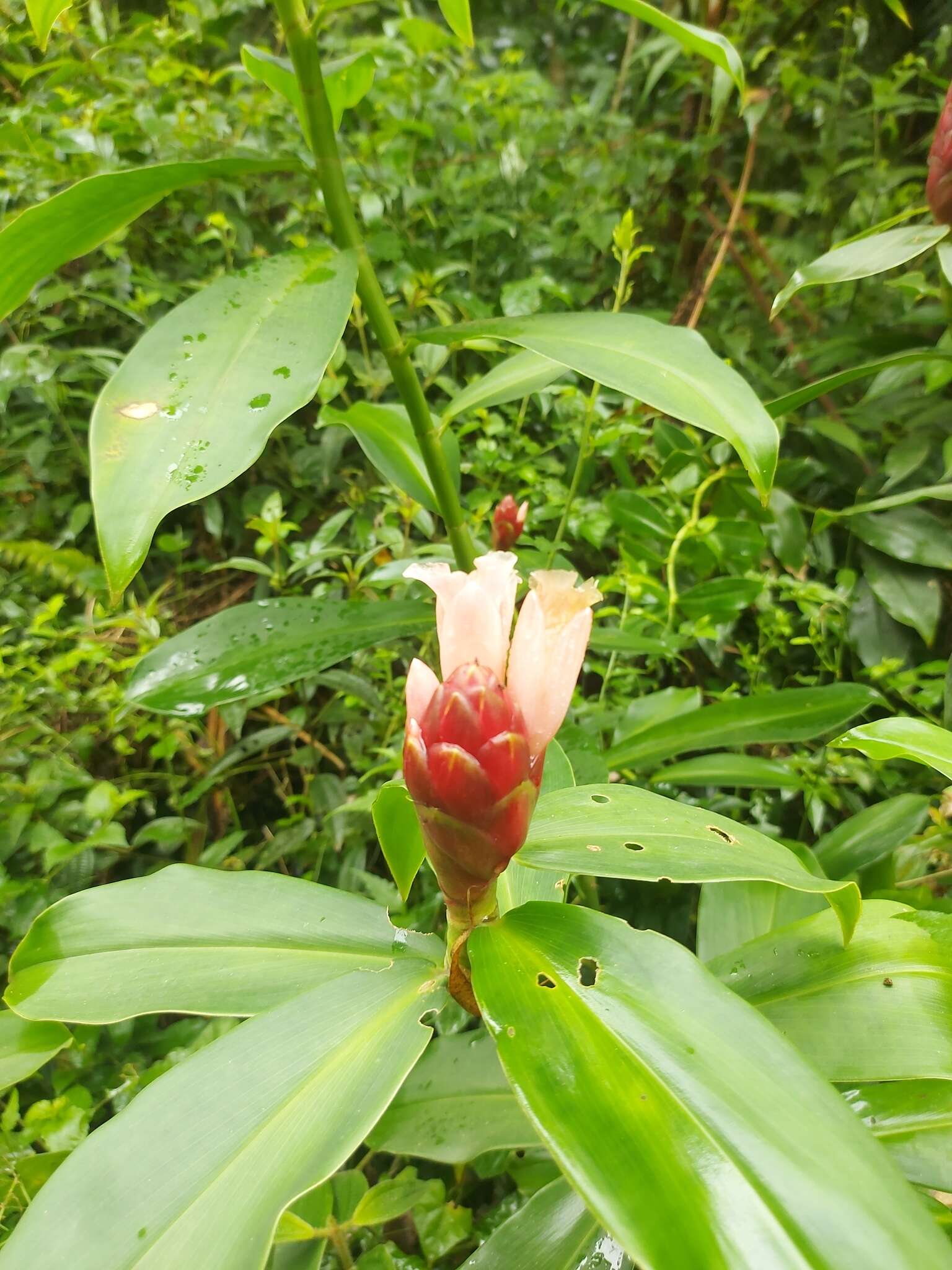 Image of Costus atlanticus