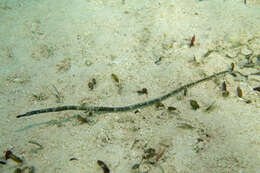 Image of Longnose pipefish