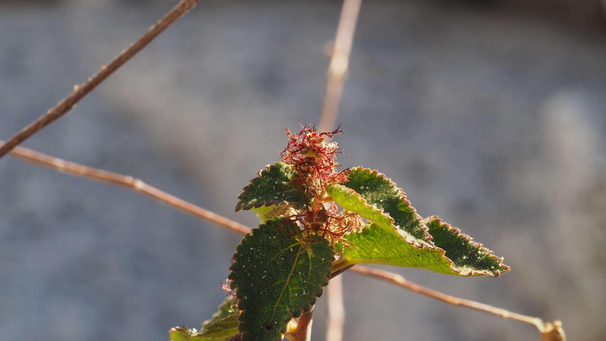 Image of California copperleaf