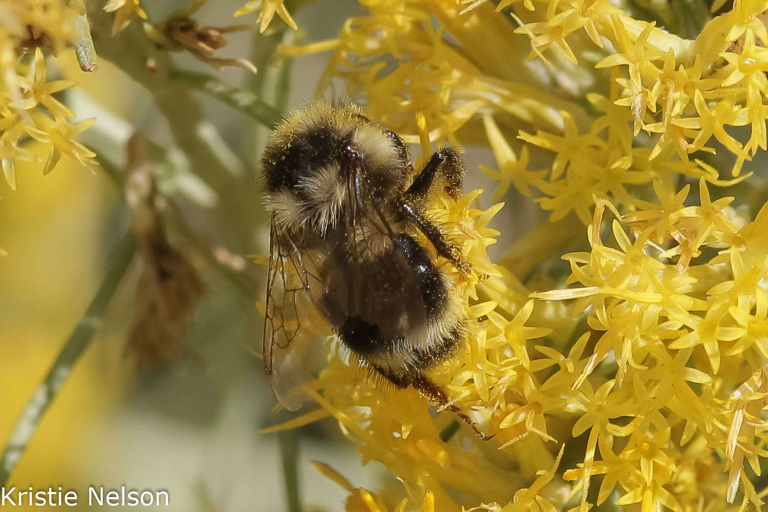 Image of Bombus vancouverensis nearcticus Handlirsch 1888