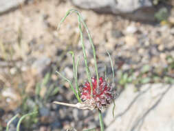 Image of wild garlic