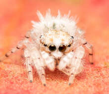 Image of Sheepy Jumping Spider