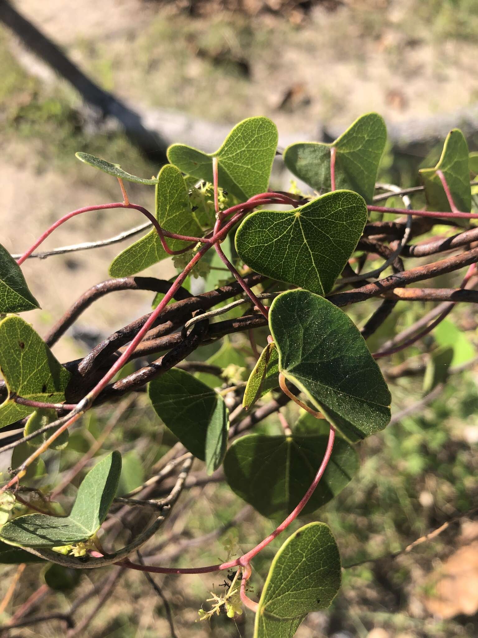 Image de Cissampelos hirta Klotzsch