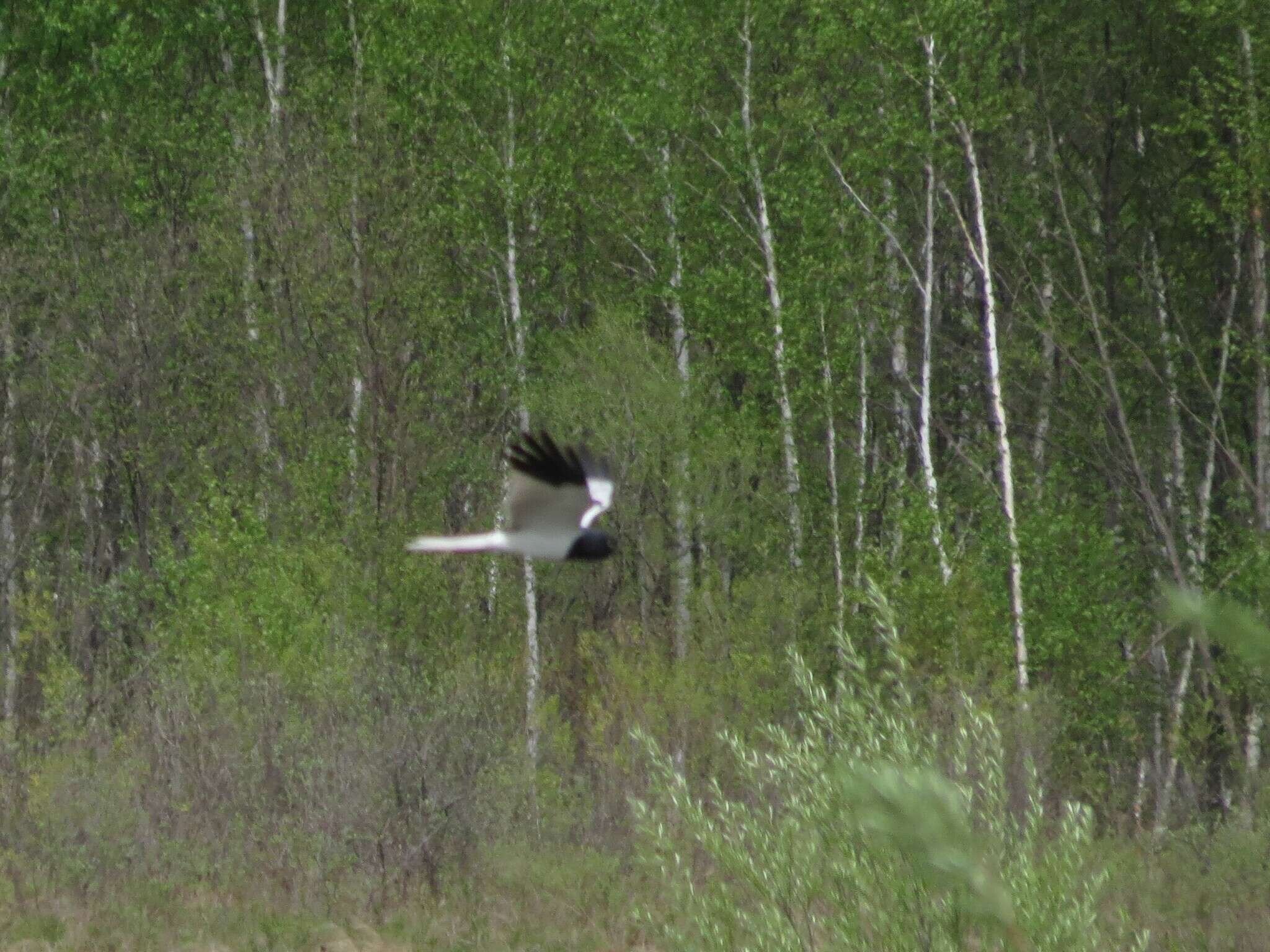 Image of Pied Harrier