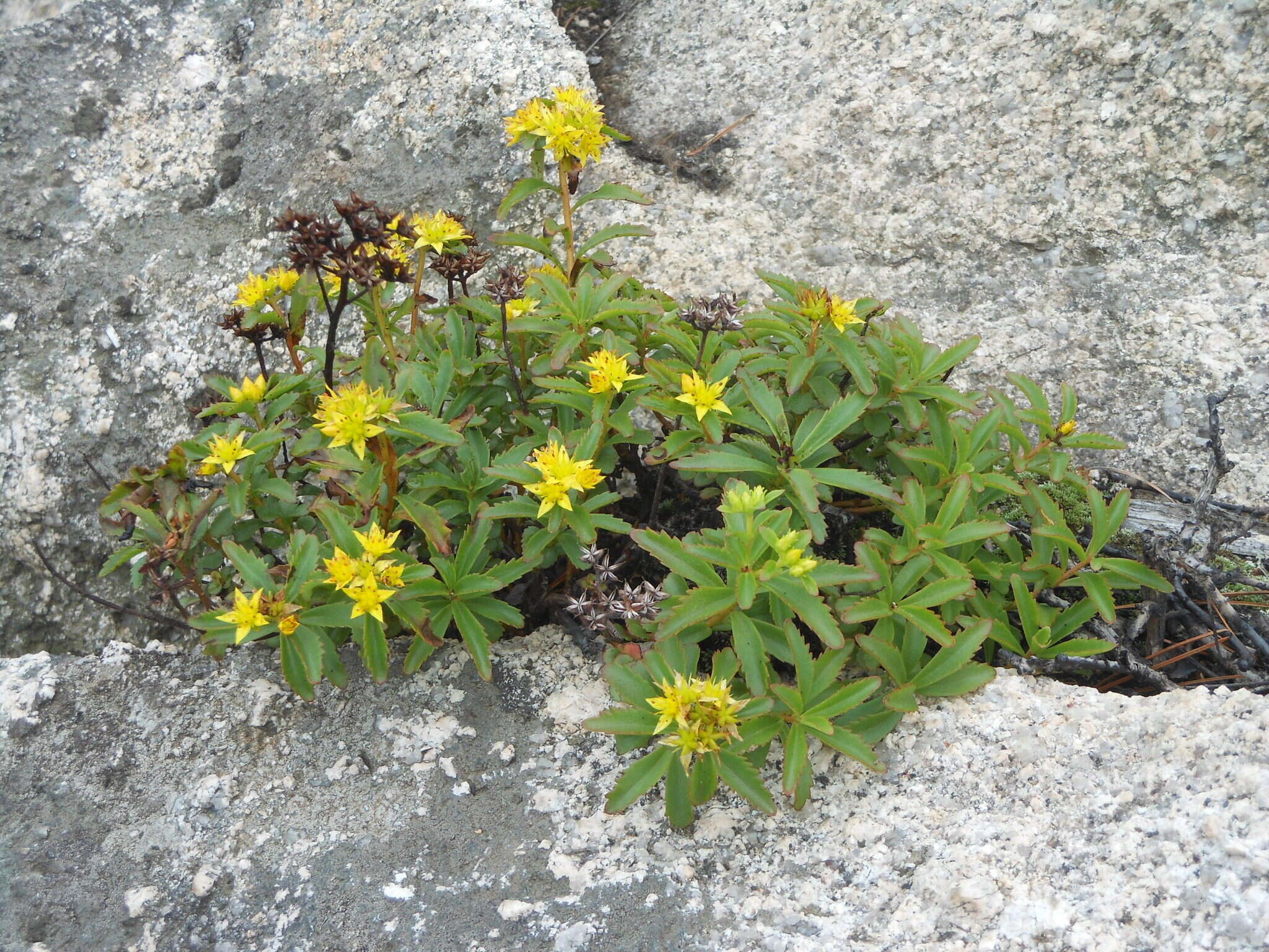 Image of Phedimus middendorfianus (Maxim.) H. 't Hart