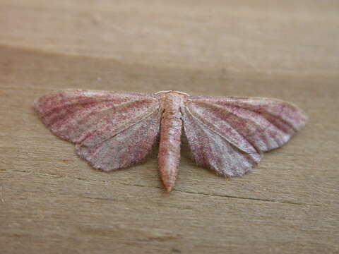 Image of Idaea infirmaria Rambur 1833