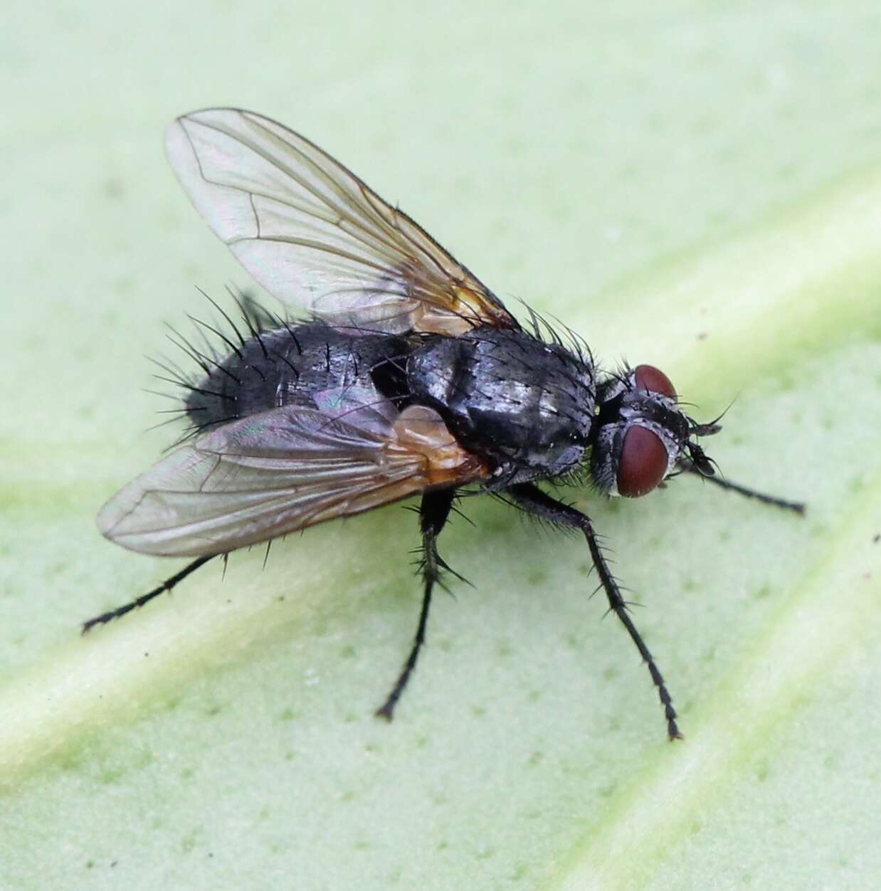 Image of Macquartia tenebricosa (Meigen 1824)