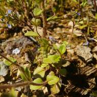 Image of Veronica acinifolia L.