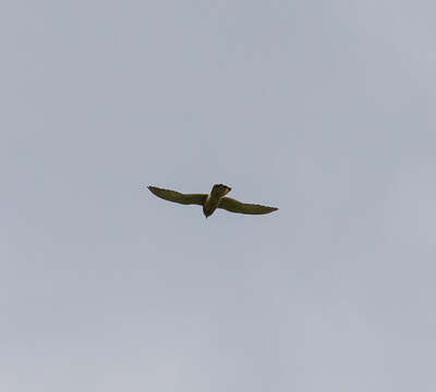 Image of kestrel, common kestrel