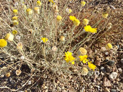 Image of desert marigold