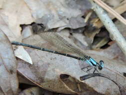 Image of Blue-tipped Dancer