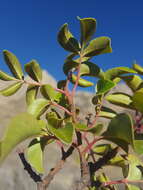 Sivun Rhus virens var. choriophylla (Wooton & Standl.) L. D. Benson kuva