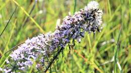 Image de Liatris carizzana (Gaiser) G. L. Nesom