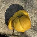 Image of Citrus bud mite