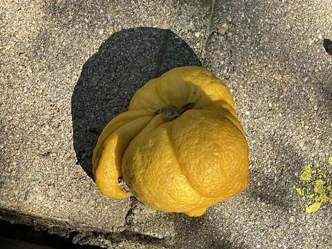 Image of Citrus bud mite
