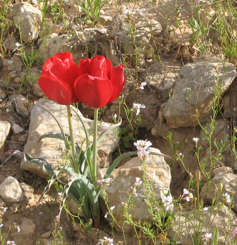 Image of Tulipa systola Stapf