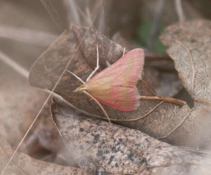 Image of Southern Purple Mint Moth