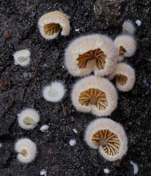 Image of Crepidotus fimbriatus Hesler & A. H. Sm. 1965