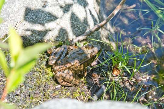 Image of Green Frog