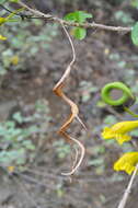 Plancia ëd Spirotecoma spiralis (C. Wright) Pichon