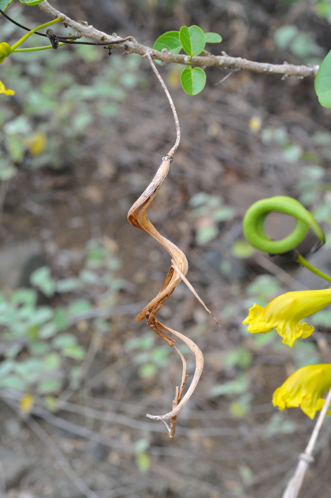 Plancia ëd Spirotecoma spiralis (C. Wright) Pichon