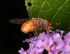 Image of Rhingia rostrata (Linnaeus 1758)