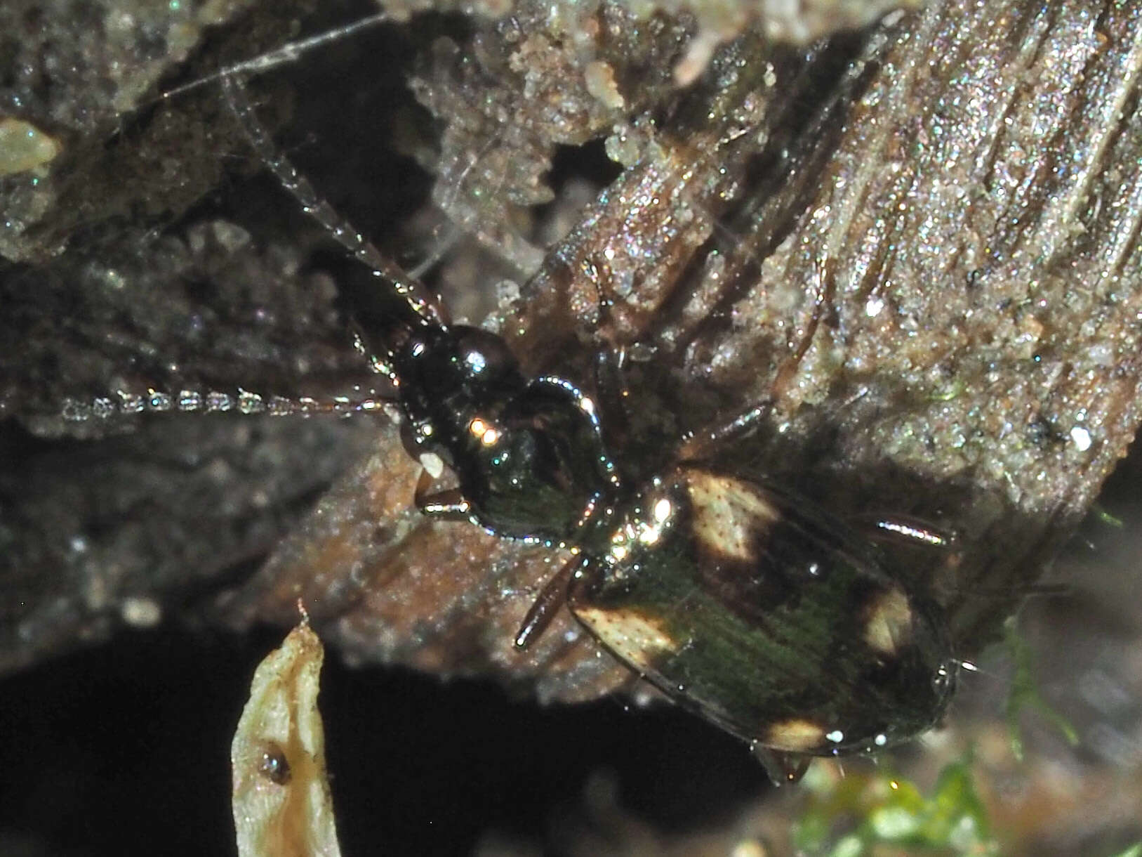 Image of Bembidion (Bembidion) quadrimaculatum (Linnaeus 1760)