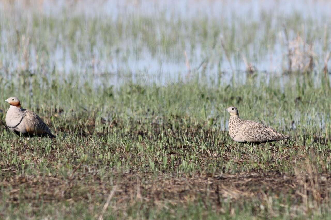 Image of Black-bellied Sandgrouse