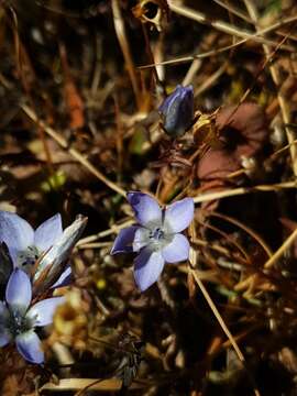 Image of Lomatogonium sikkimense (Burkill) H. Smith apud S. Nilsson