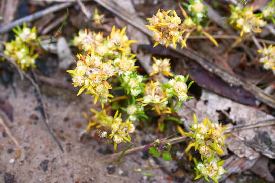 Image of small wrinklewort