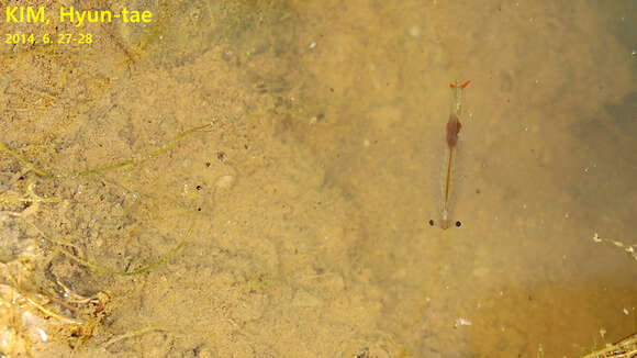 Image of Horned Fairy Shrimps