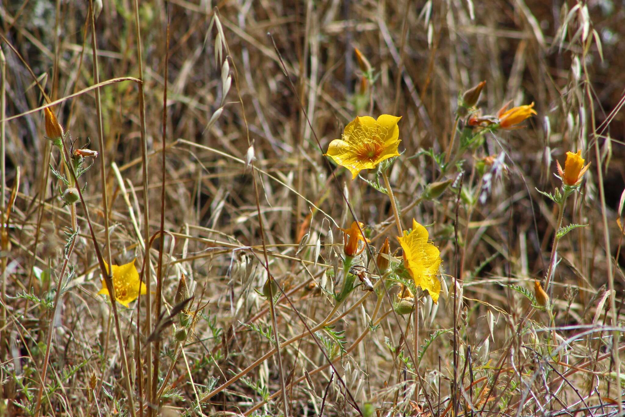 Image of Lindley's blazingstar