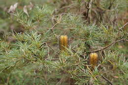Image of Banksia spinulosa var. cunninghamii (Sieb. ex Rchb. fil.) A. S. George