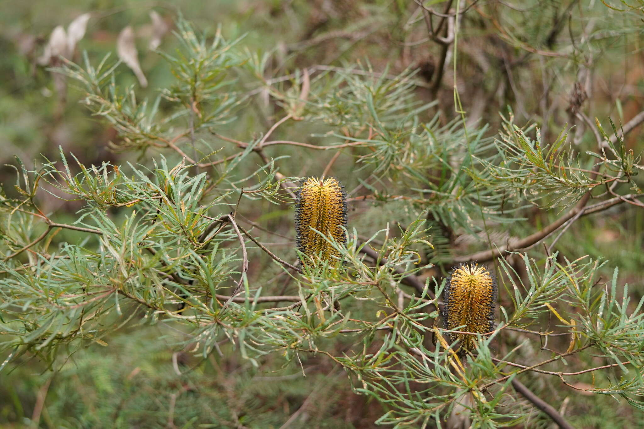 Image of Banksia spinulosa var. cunninghamii (Sieb. ex Rchb. fil.) A. S. George