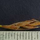 Image of Carex chlorantha R. Br.